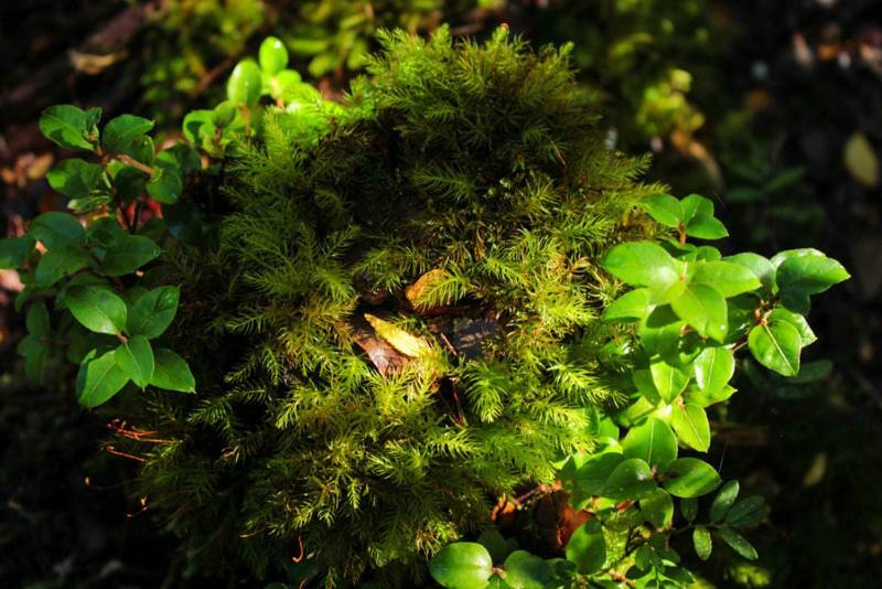Cabanas Bosque Milenario Coñaripe 外观 照片