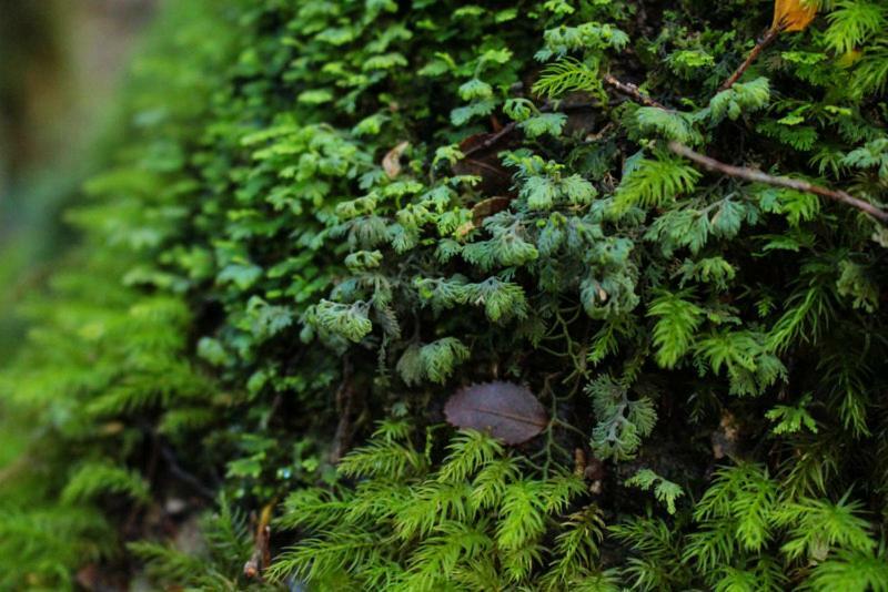 Cabanas Bosque Milenario Coñaripe 外观 照片