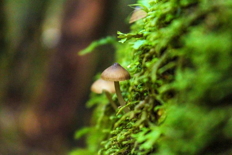 Cabanas Bosque Milenario Coñaripe 外观 照片
